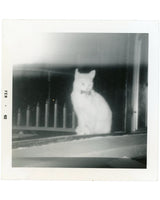 Cat and Mouse Photo, 1962